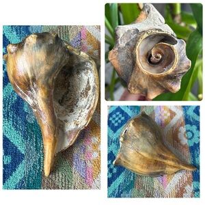 Stunning natural whelk shell with hand painted accents - beach home decor